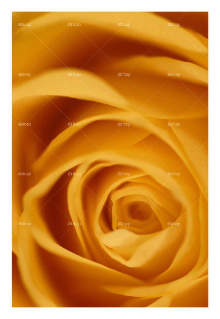 yellow flower macro rose by 123smaller