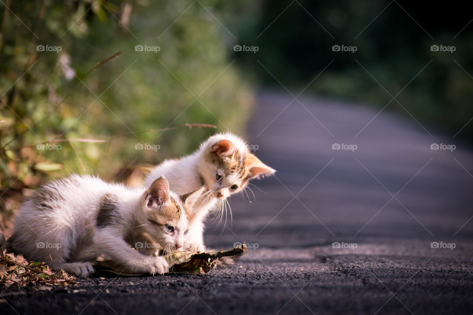 cute cats on the road