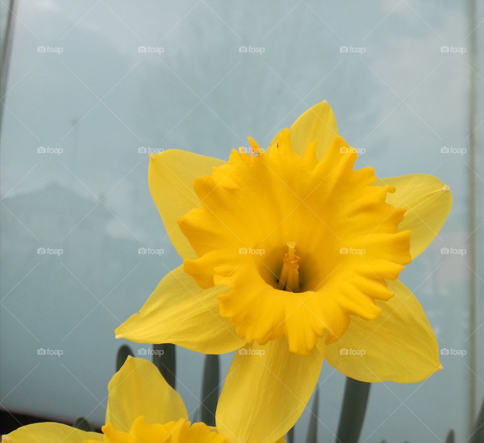 Narcissus. Near to the spring