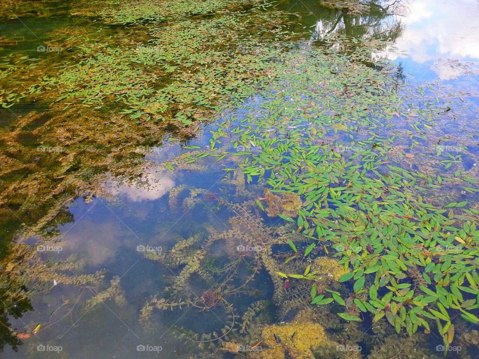 Water Foliage