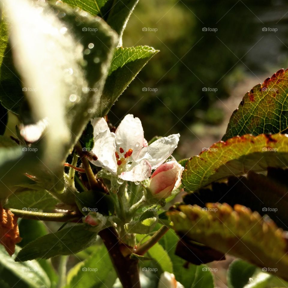 apple blossom with the sun shining