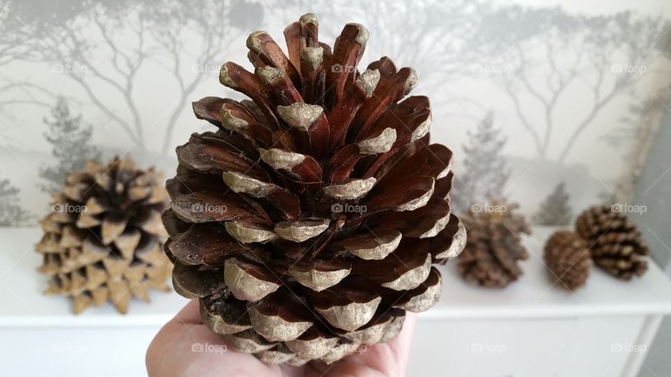 natural extra large pine cone spainish grown