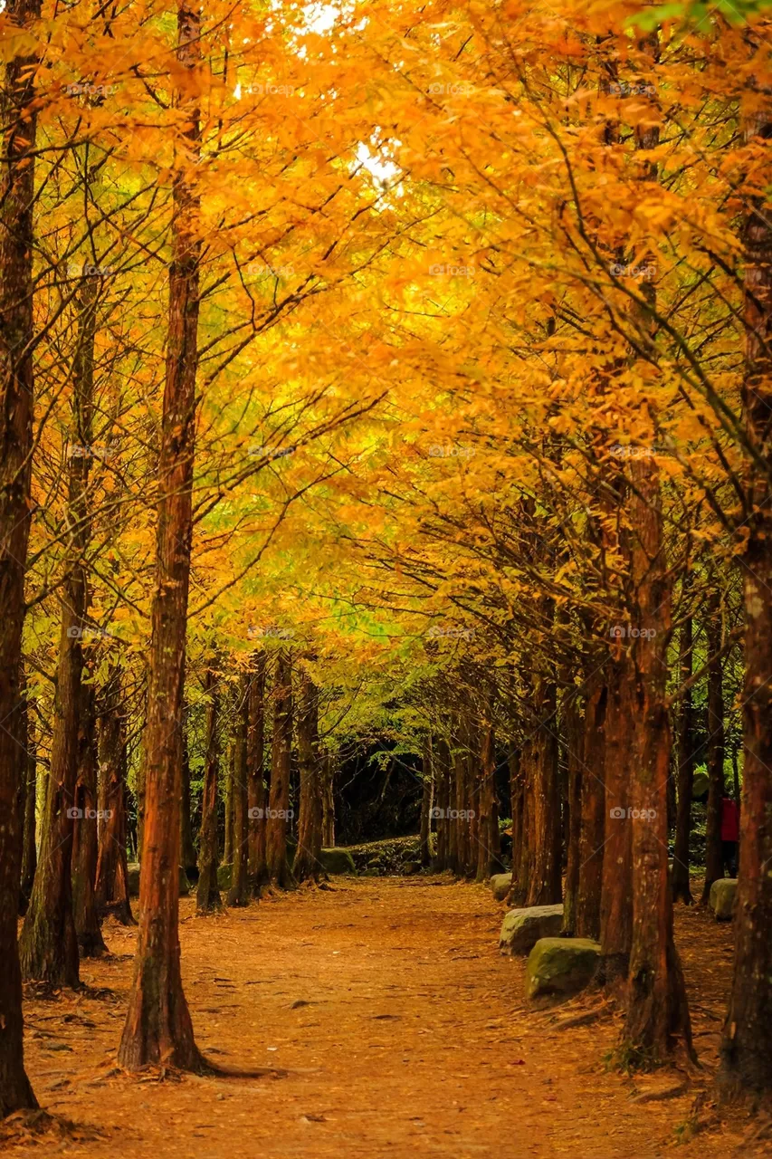 Beautiful maple forest scenery