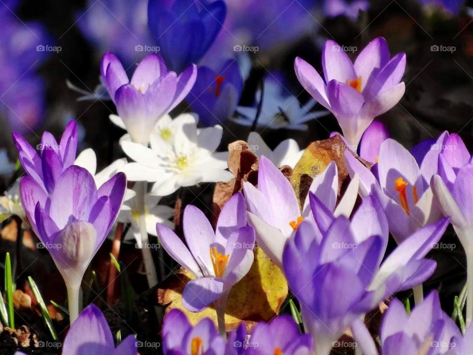 Purple and blue crocus, white flowers