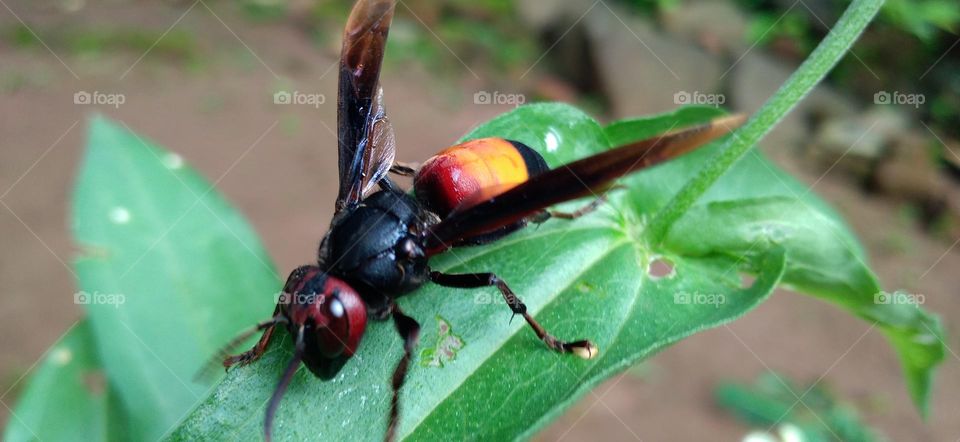 Vespa tropica insects perch on the leaves
