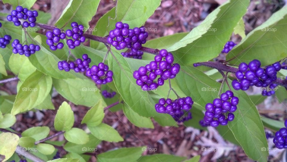 berry bush