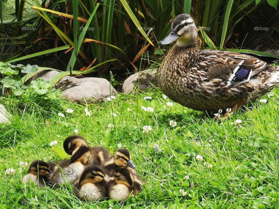 Duck with her ducklings in the grass