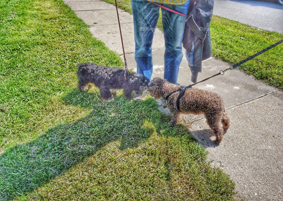 Dogs. Making Friends