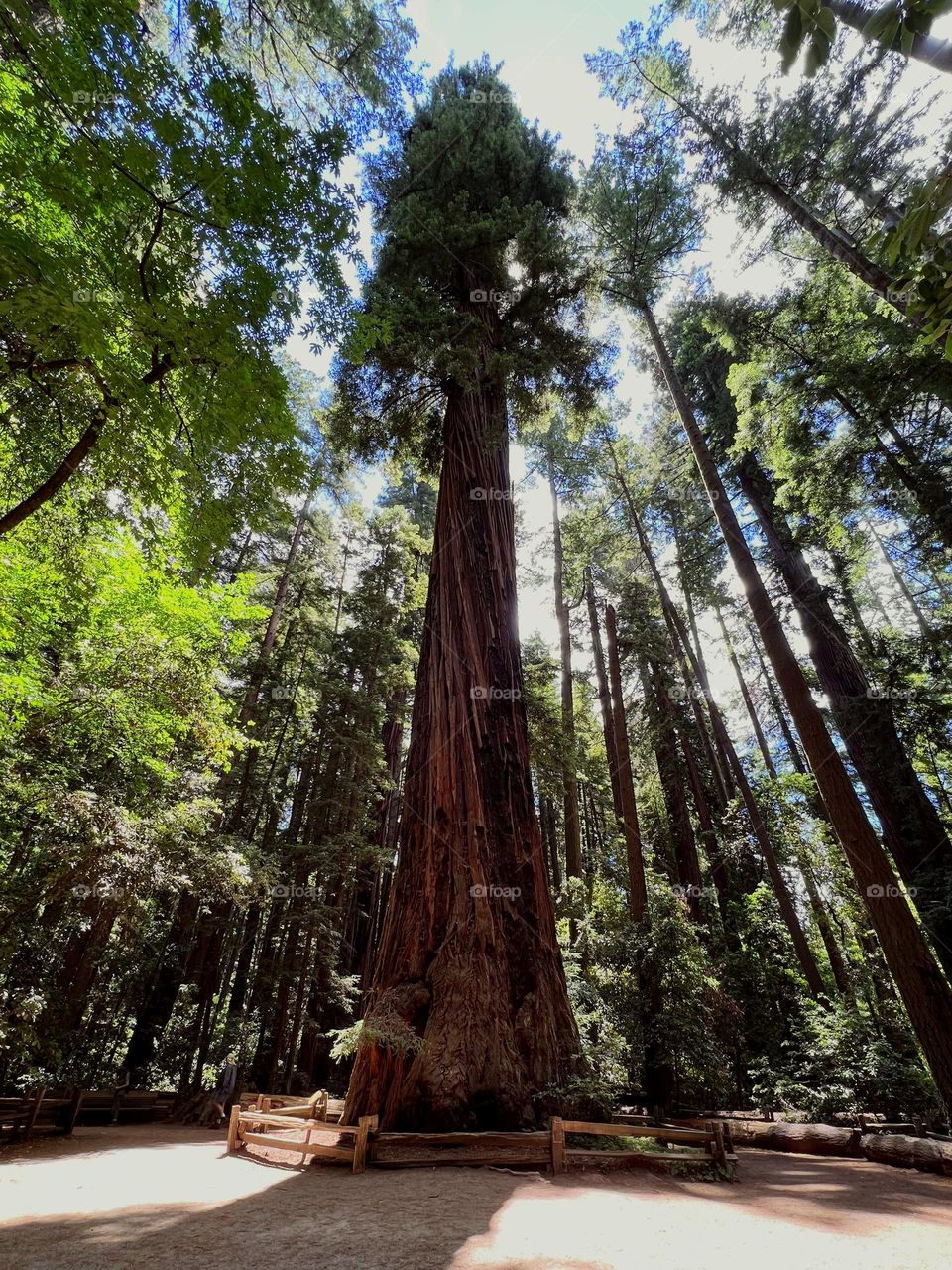 There are few things more majestic or serene than the California Redwoods. This was before our train ride into forests of Santa Cruz.