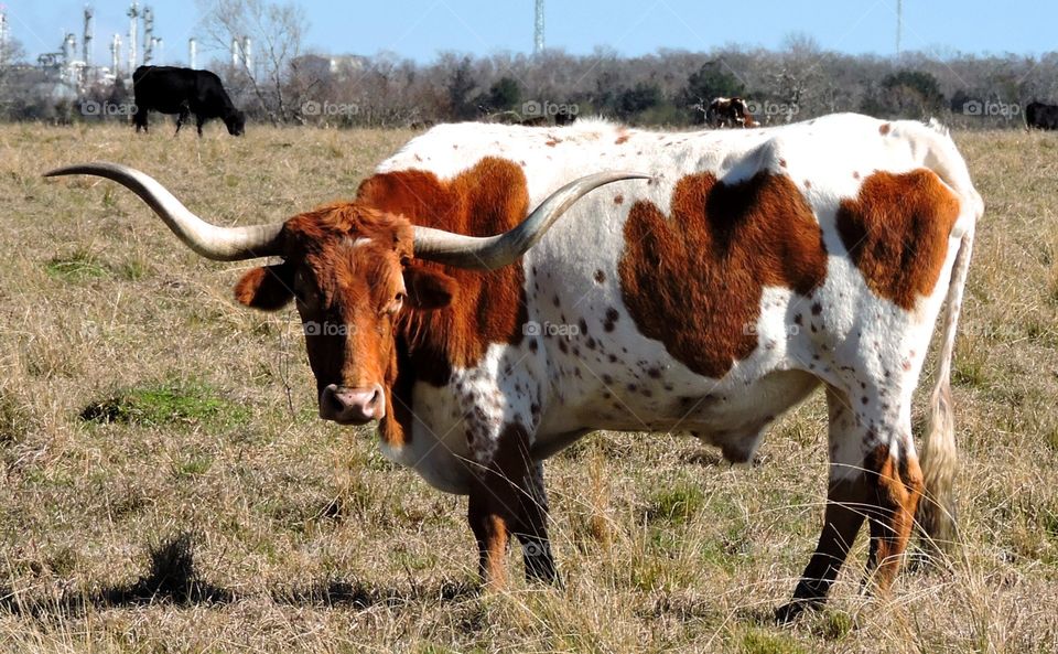 Texas longhorn