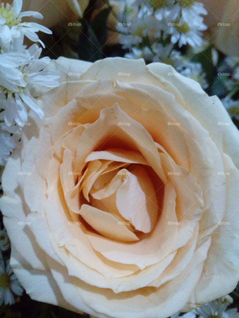 White Rose