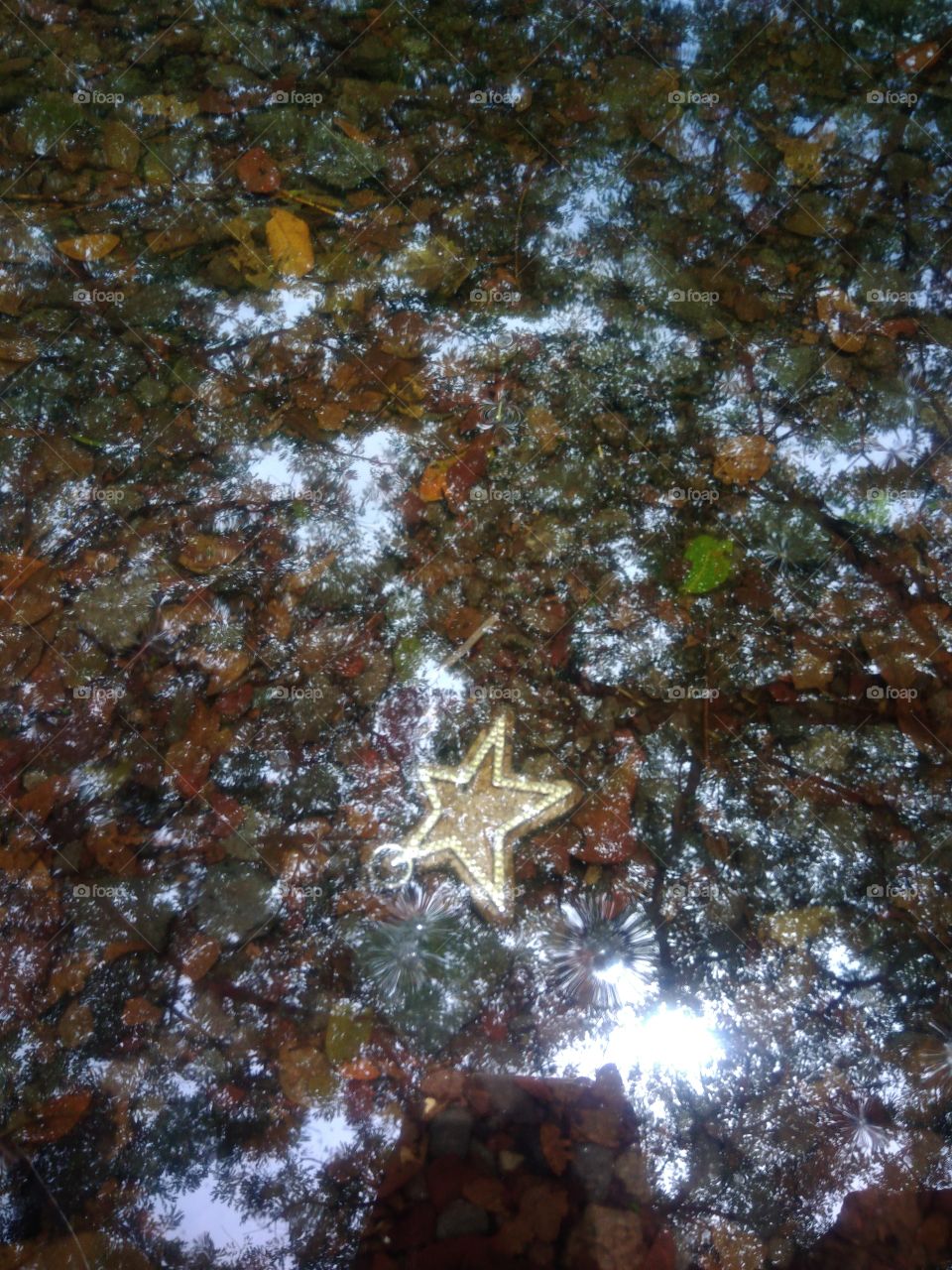 starfish 😂