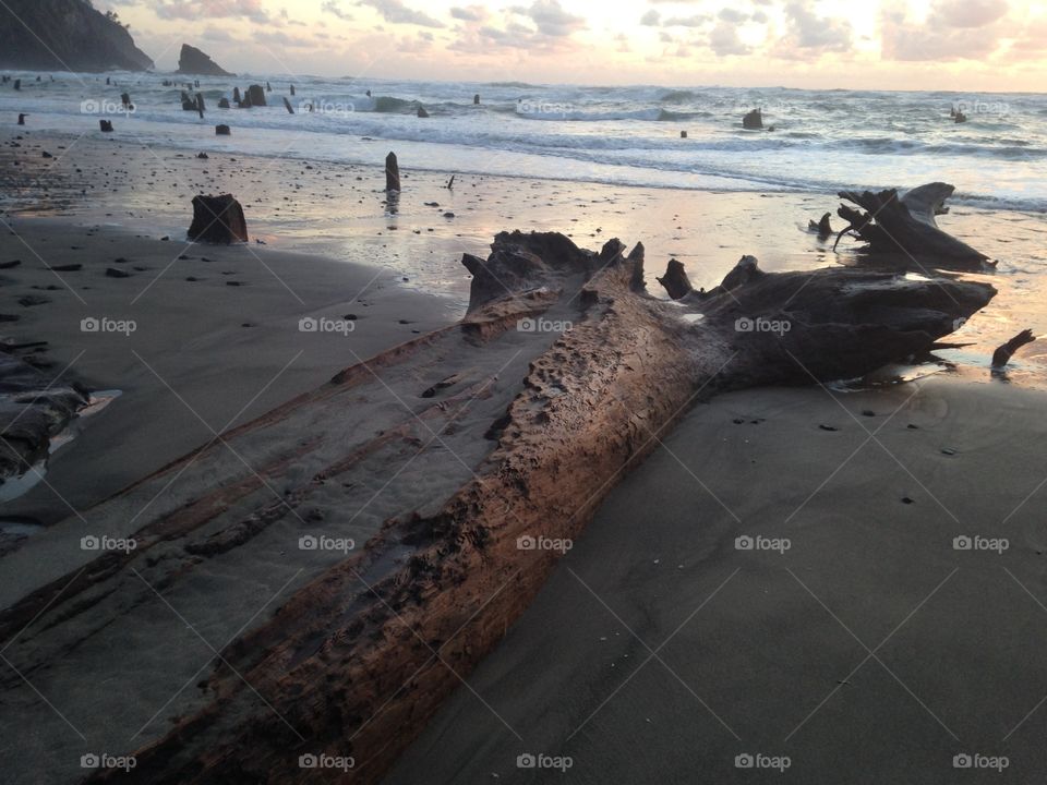 Petrified tree@Neskowin