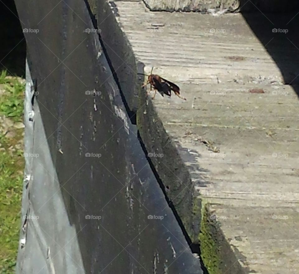 A wasper Bee