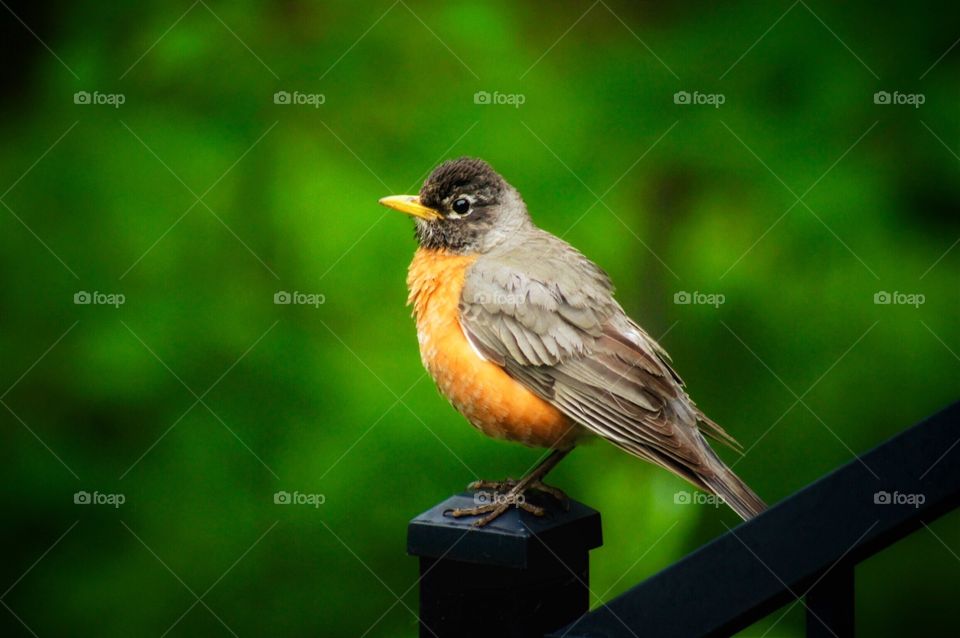 Robin on fence post 