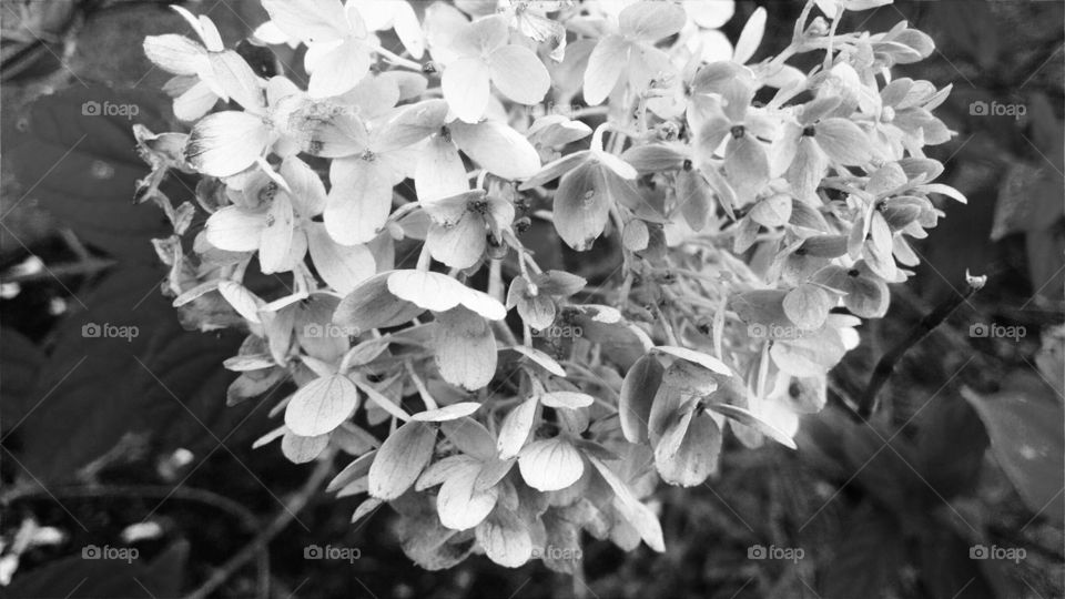 Nature, Flora, Flower, Leaf, Garden