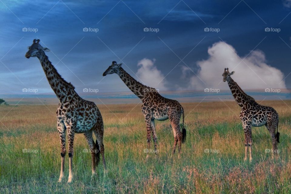 Giraffe 