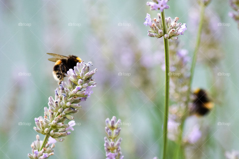 Busy Bees on the Lavender!