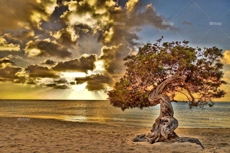 ARUBA. Divi Tree at Eagle Beach