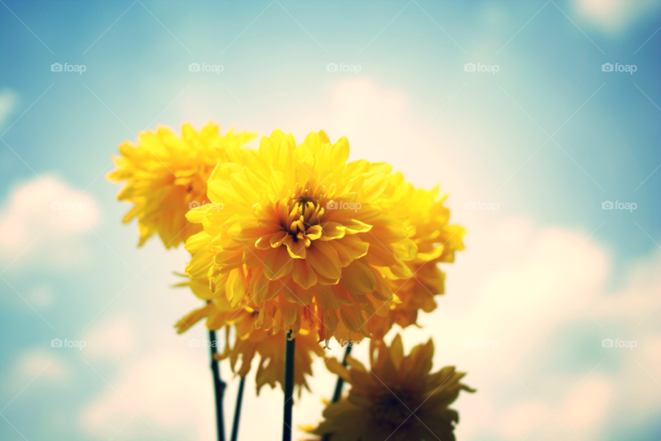 sky nature flowers yellow by ohmygoditsxavier