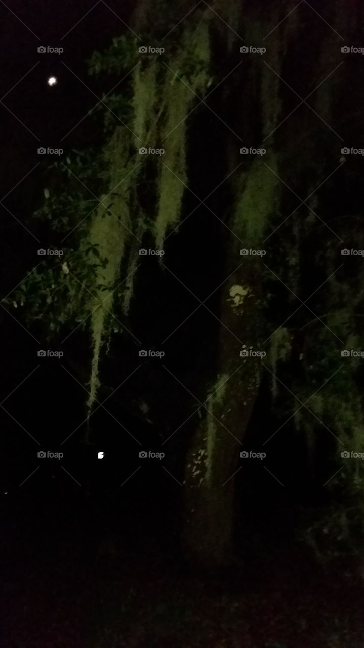 under the oaks moon in the upper left corner