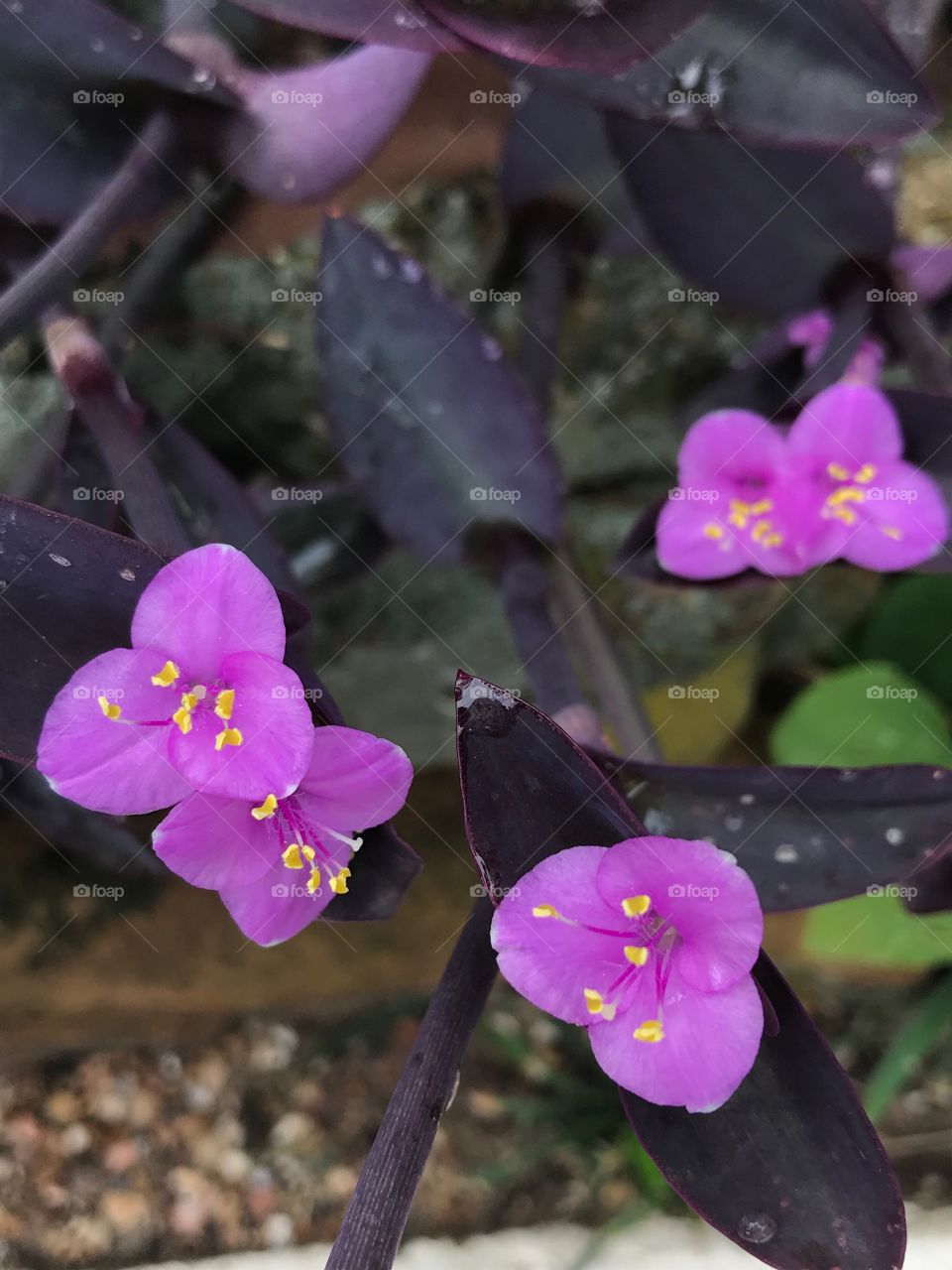 Purple Flowers Yellow Pollen