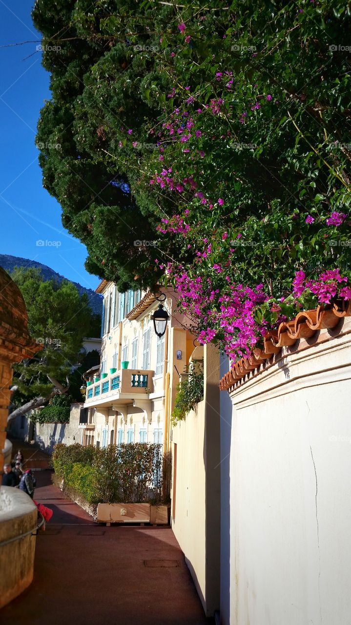 A colorful house and flowers in Monaco