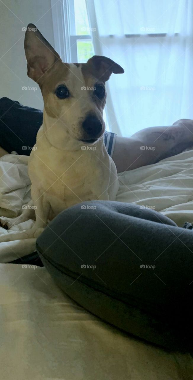 Jack Russell Terrier Just Waking Up