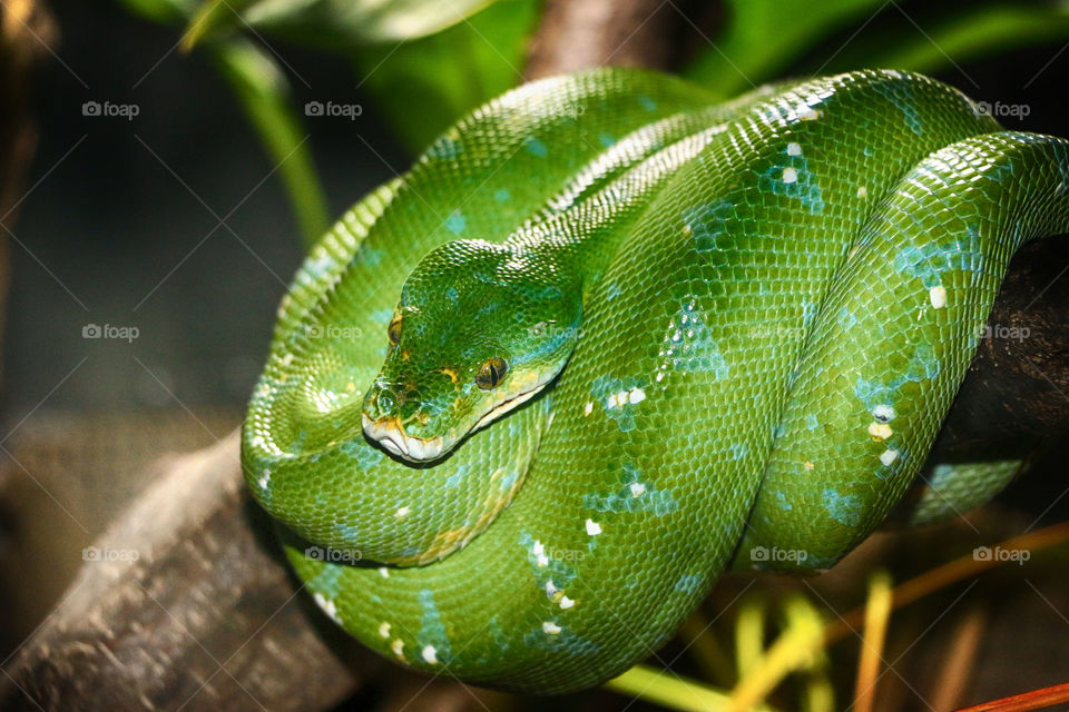 Beautiful green python