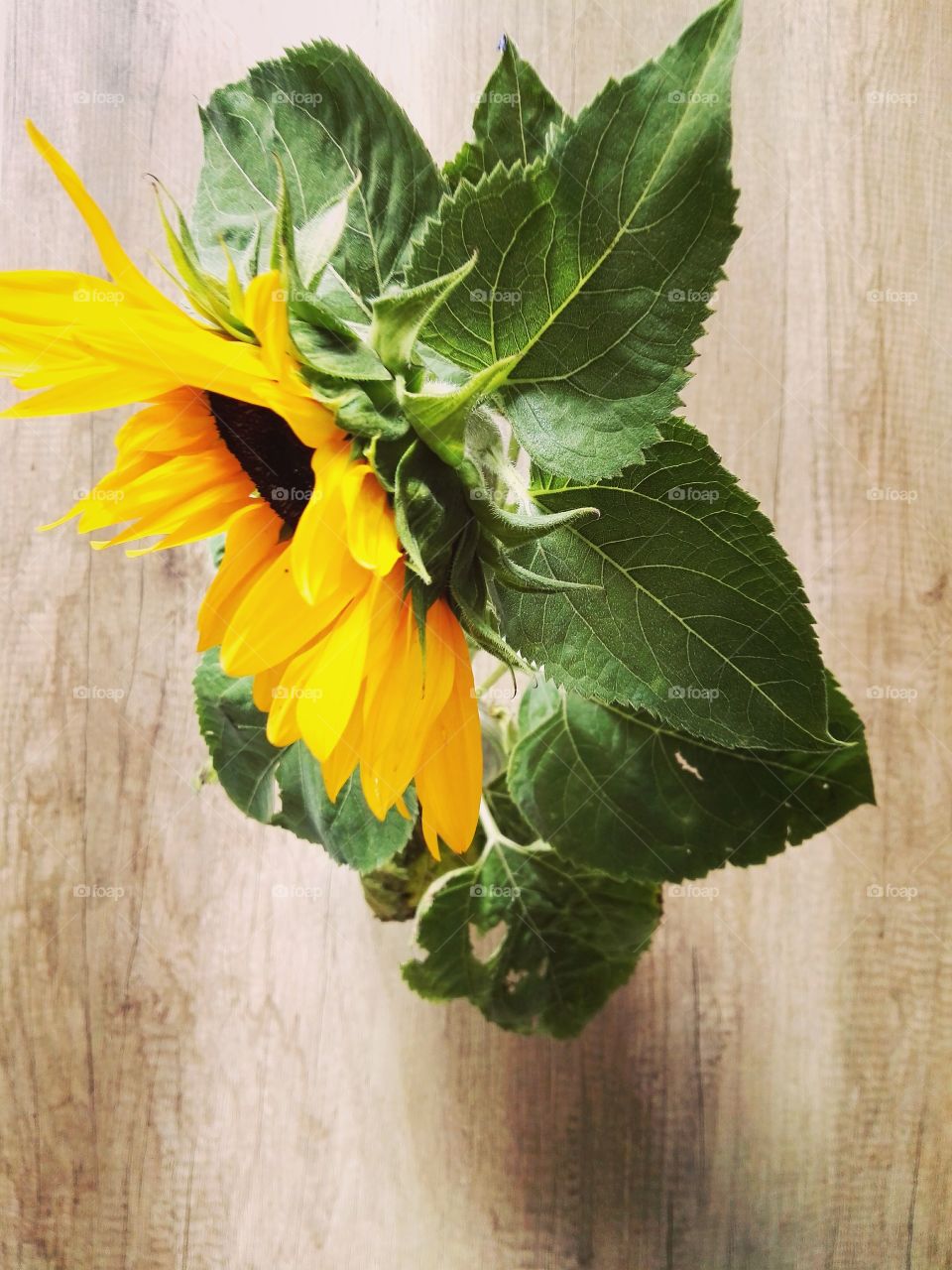 single sunflower on wooden table