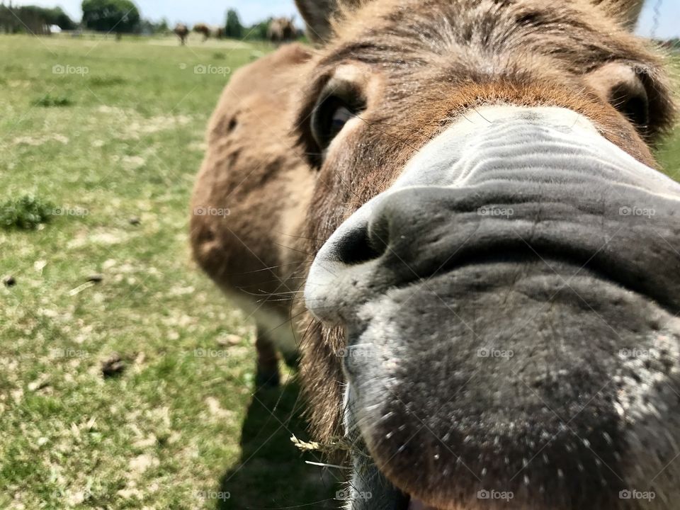 Donkey snout 
