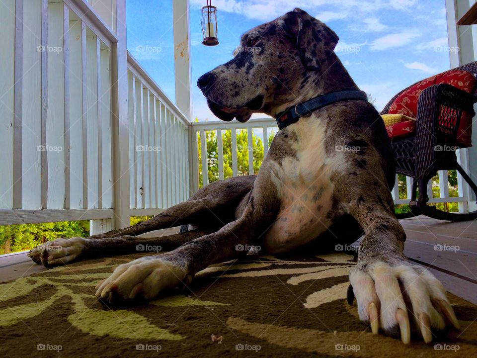 Great Dane enjoys the view
