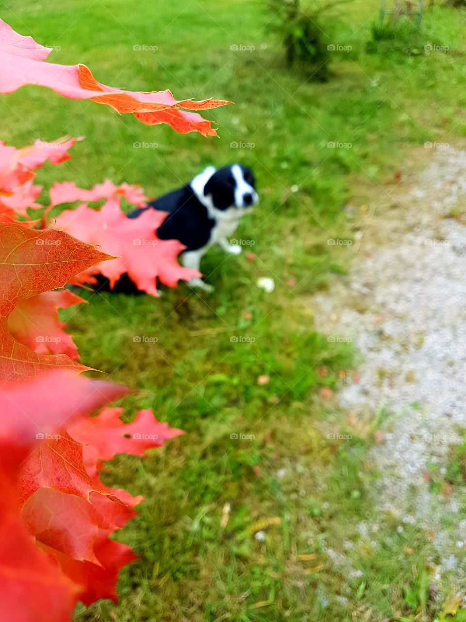 Growing tree and my dog in same picture