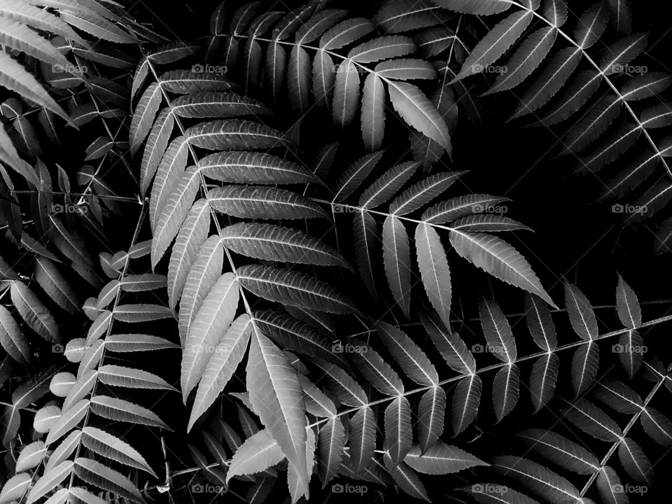 Black and white natural background made of tropical leaves 