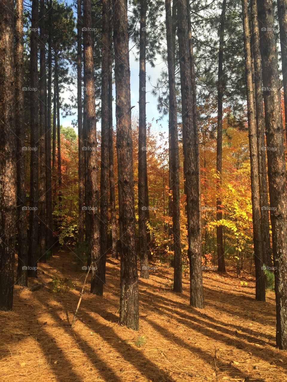 Walking through the Forrest 
