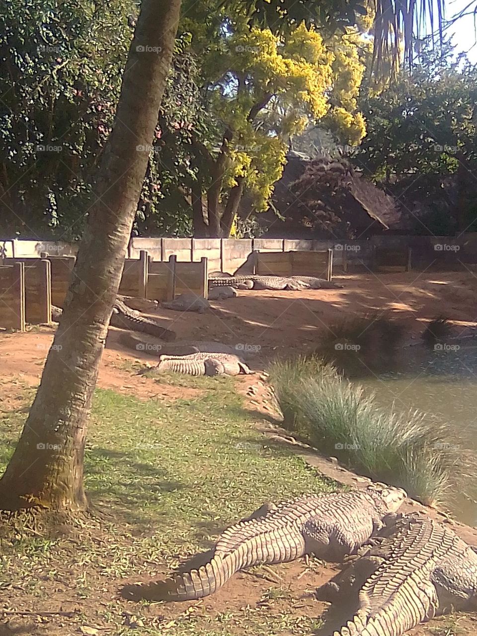 Nile Crocodile