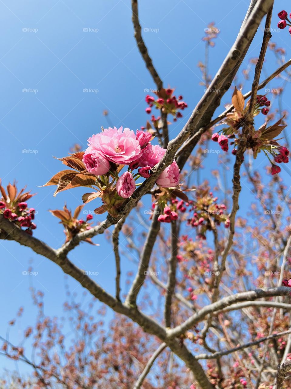 Spring blossoms