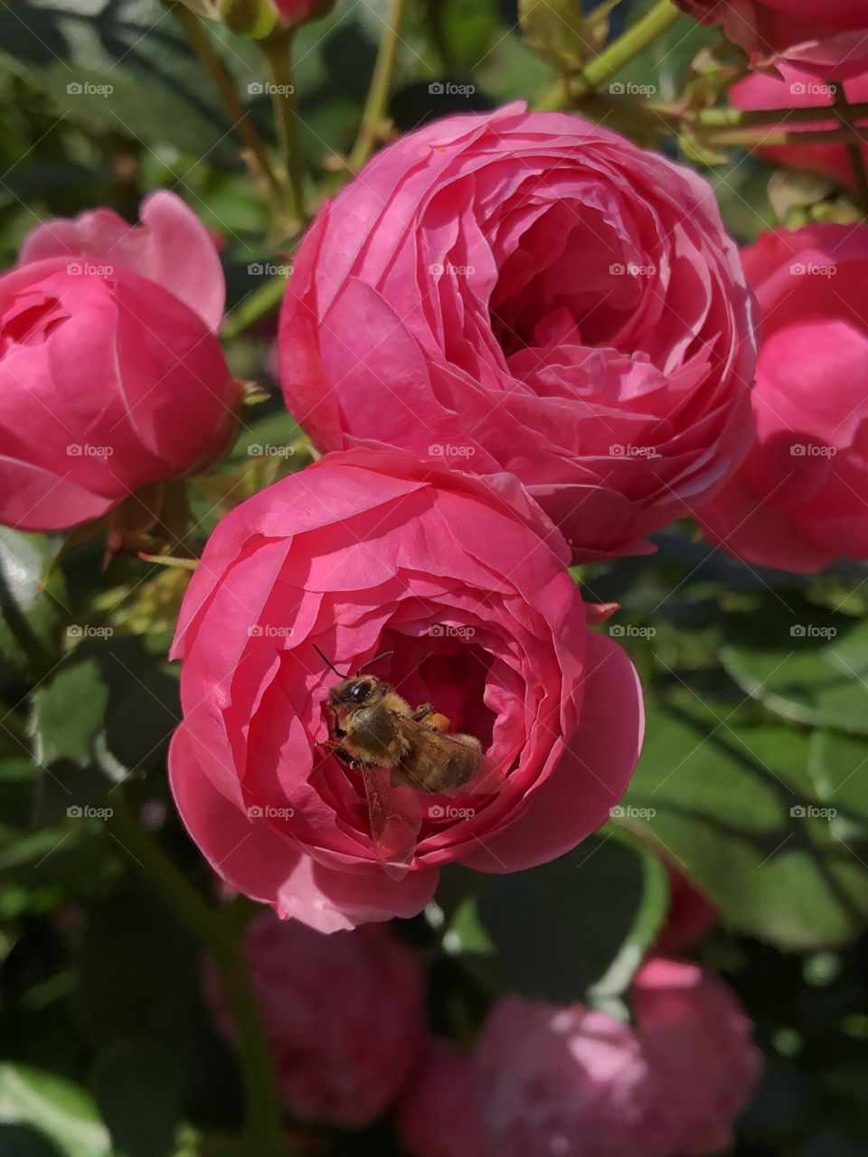 Bee peaking out from a red rose