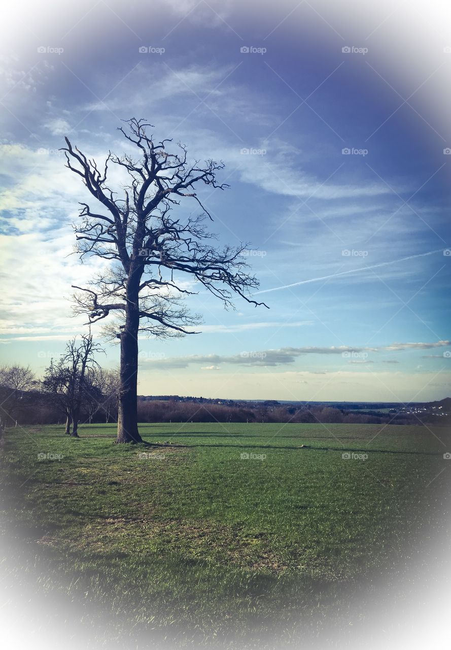 Beautiful Old Oak 