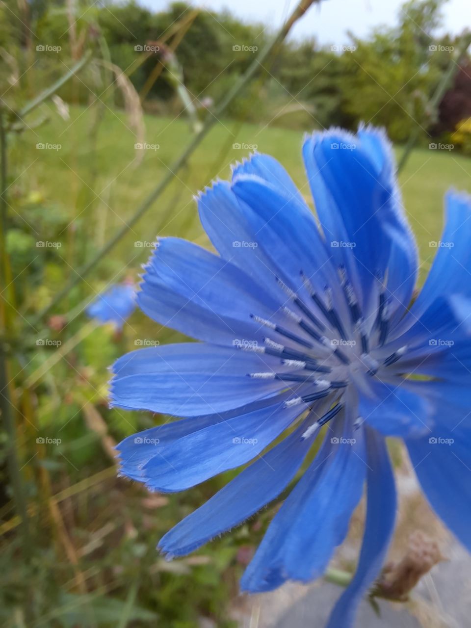 close-up of blue  chicory flower in summer meadow