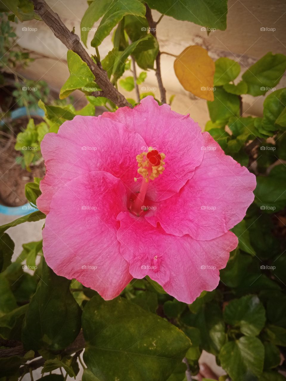 beautiful pink rose background