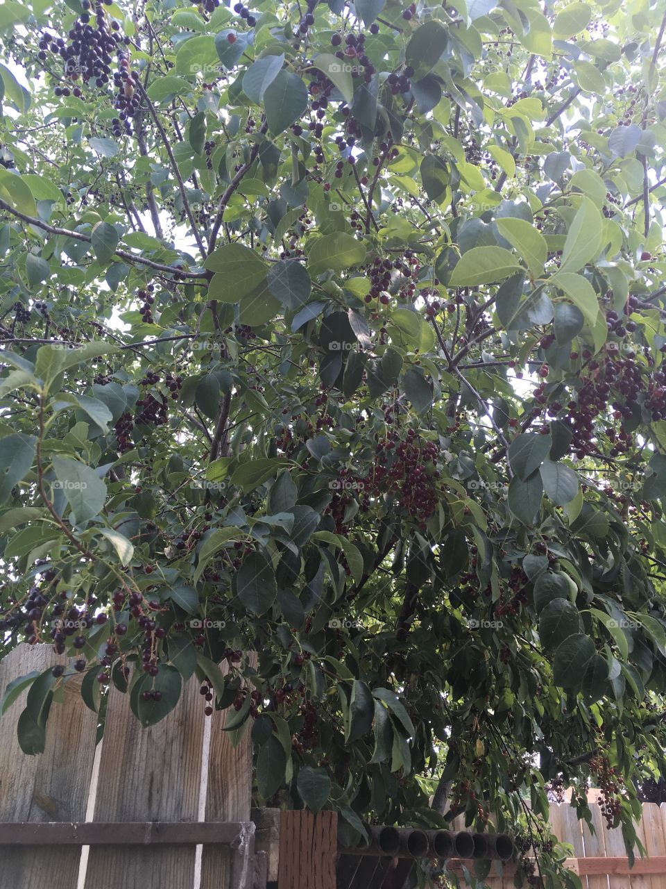 A chokecherry tree full of ripe berries. 