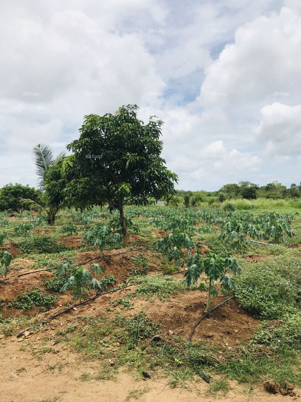 Project Sooriyawewa 4