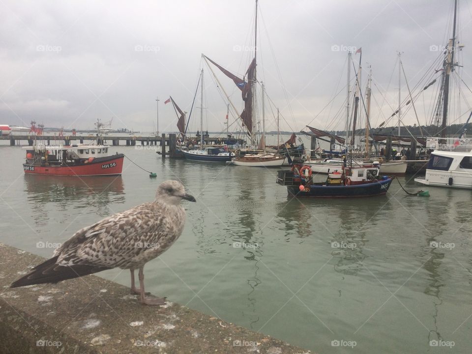 Harwich port seagull