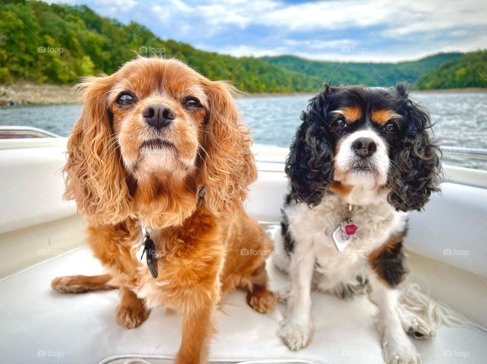 Two cute old Cavalier dog sitting on a boat on a bright summer day 