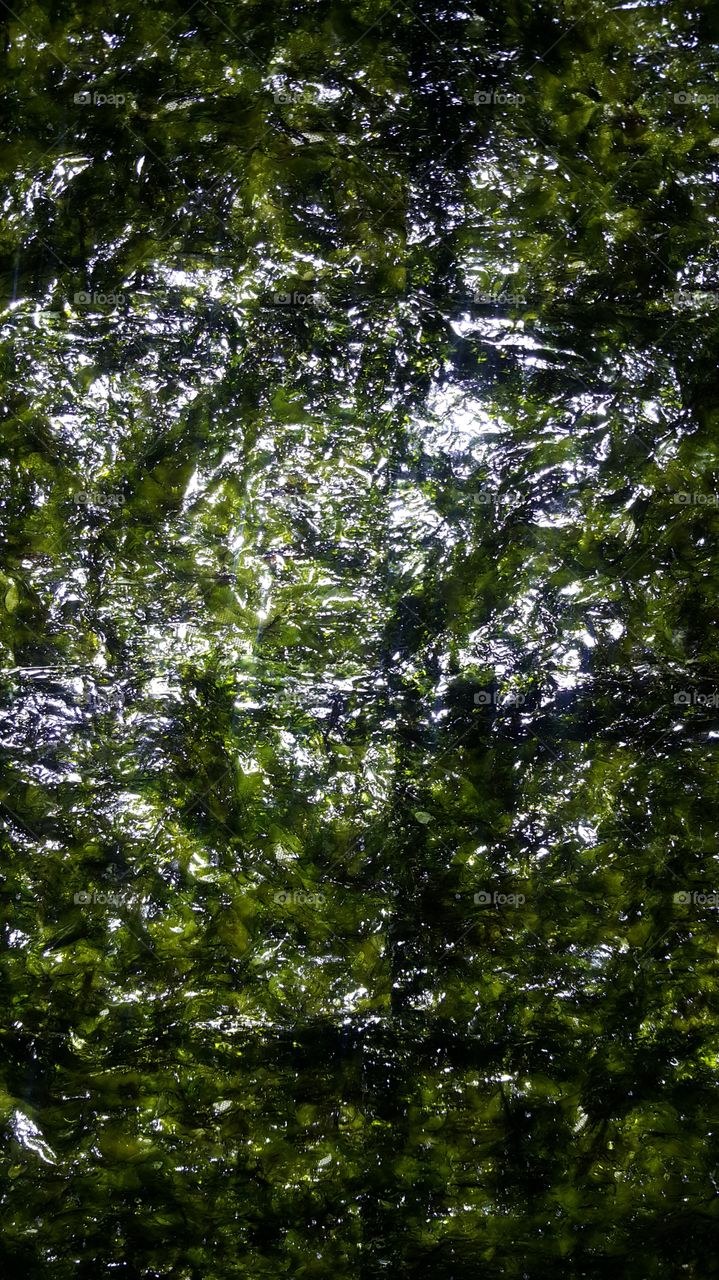 Seaweed