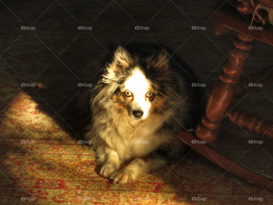 Australian Shepard puppy staring out of the shadows.