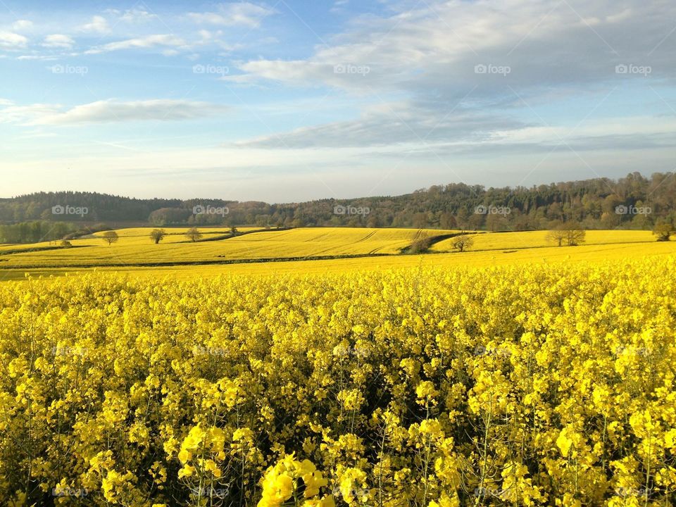 The rape seed fields outside of my village 