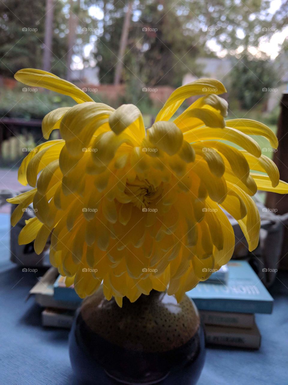 One beautiful chrisantem