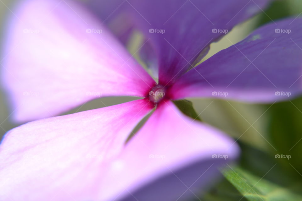 Close to Flower